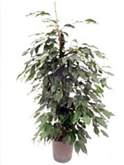 Birkenfeige Ficus benjamina ´Danielle´