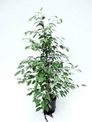 Birkenfeige Ficus benjamina ´Golden Princess´