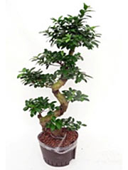 Bonsai- oder Ginsengfeige Ficus microcarpa (Syn.: F. retusa) 