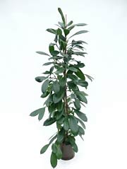 Becherförmiger Feigenbaum Ficus cyathistipula