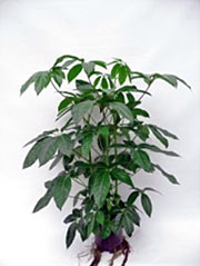 Strahlenaralie Schefflera arboricola